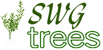 SWG Olive Trees