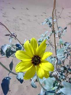 Dune Sunflower