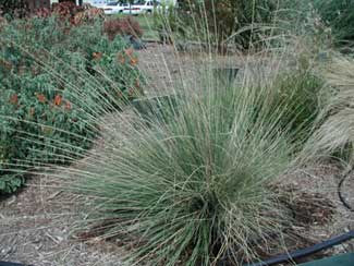 Gulf Muhly